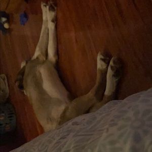 Meet your Posher, Annia